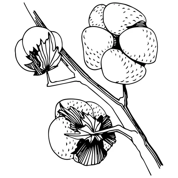 Ένα στυλ διάνυσμα απομονωμένη λουλούδι wildflower βαμβάκι. — Διανυσματικό Αρχείο
