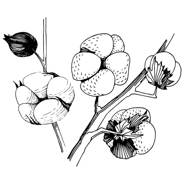 Wildflower katoen bloem in een vector stijl geïsoleerd. — Stockvector