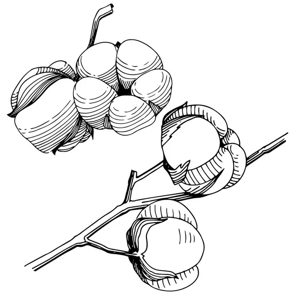 Wildflower katoen bloem in een vector stijl geïsoleerd. — Stockvector