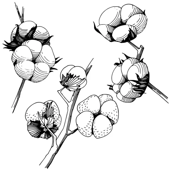 Wildblume Baumwollblume im Vektorstil isoliert. — Stockvektor