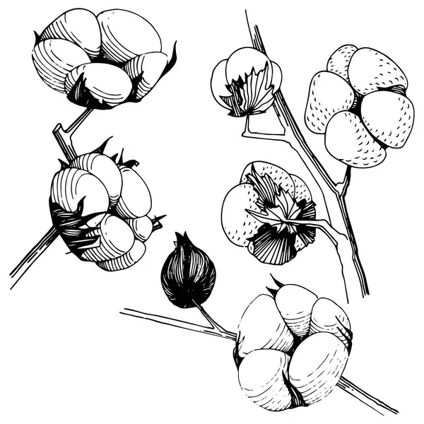 Flor silvestre flor de algodón en un estilo vectorial aislado . — Archivo Imágenes Vectoriales