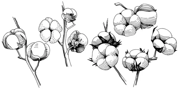 Fleur de coton fleur sauvage dans un style vectoriel isolé . — Image vectorielle