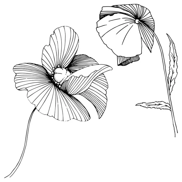 Flor silvestre amapolas flor en un estilo vectorial aislado . — Archivo Imágenes Vectoriales