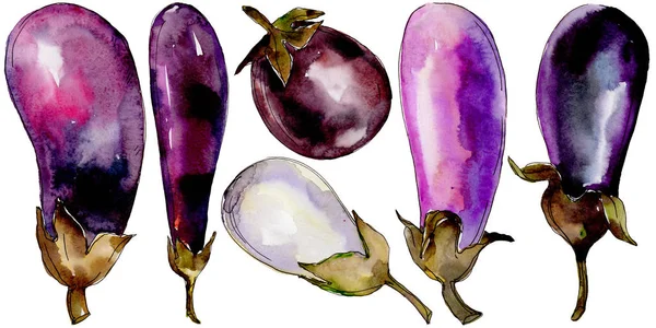 Vegetais silvestres de berinjela em estilo aquarela isolados . — Fotografia de Stock