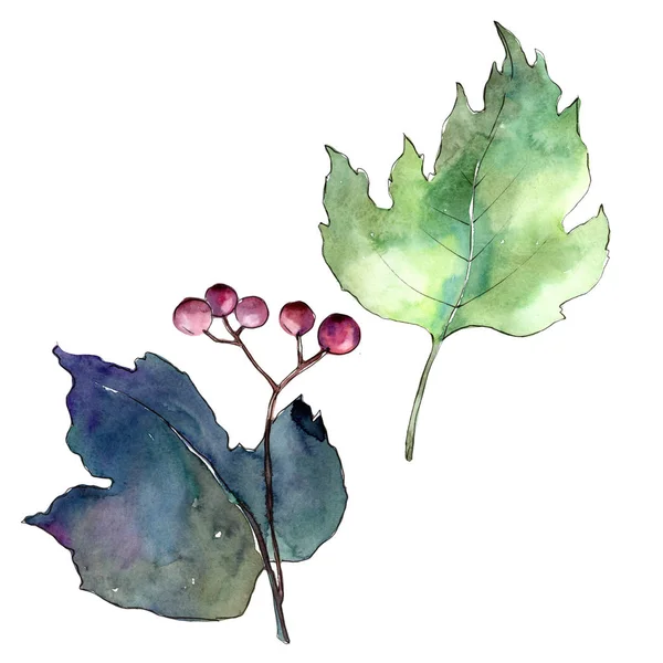 Viburnum foglie in uno stile ad acquerello isolato . — Foto Stock