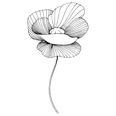 Kır çiçeği haşhaş çiçek izole bir vektör tarzı.