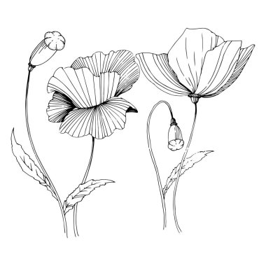 Kır çiçeği haşhaş çiçek izole bir vektör tarzı.