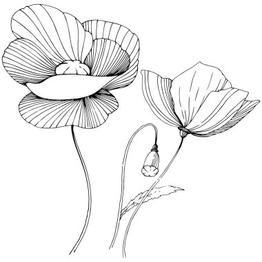 Kır çiçeği haşhaş çiçek izole bir vektör tarzı.