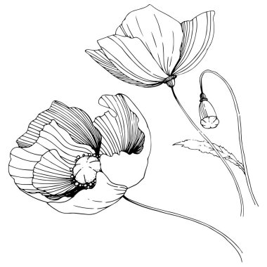 Kır çiçeği haşhaş çiçek izole bir vektör tarzı.