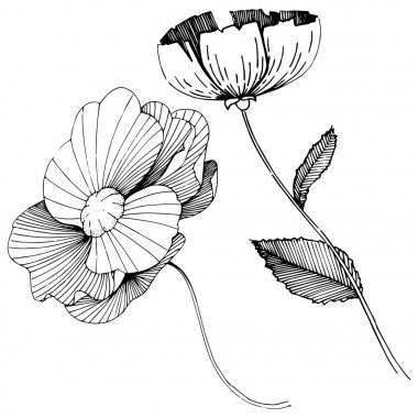 Kır çiçeği haşhaş çiçek izole bir vektör tarzı.
