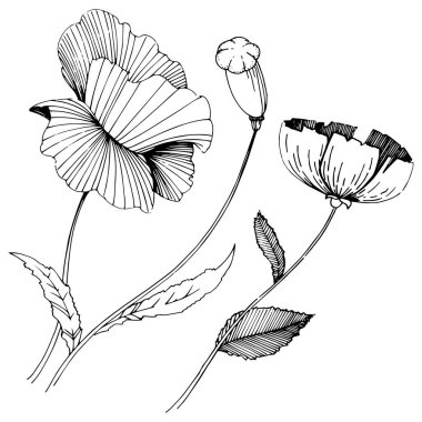 Kır çiçeği haşhaş çiçek izole bir vektör tarzı.