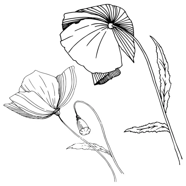 Wildflower papavers bloem in een vector stijl geïsoleerd. — Stockvector