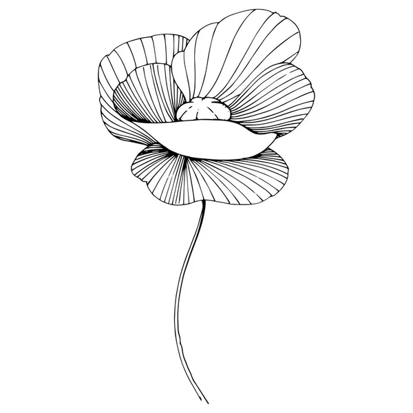 Wildflower papavers bloem in een vector stijl geïsoleerd. — Stockvector