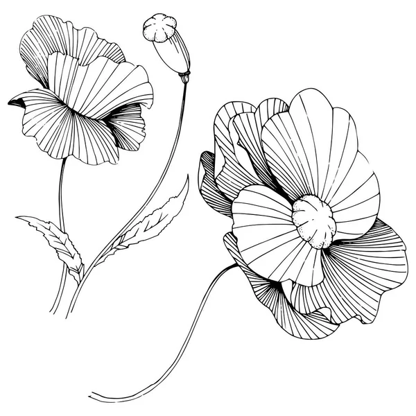 Wildflower papavers bloem in een vector stijl geïsoleerd. — Stockvector