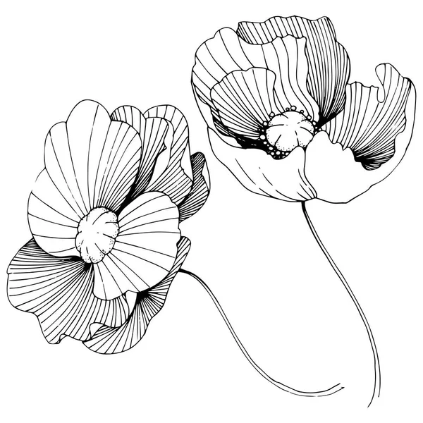 Wildflower papavers bloem in een vector stijl geïsoleerd. — Stockvector