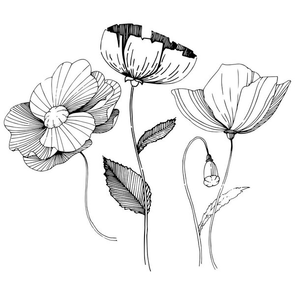 Wildflower poppies flower in a vector style isolated.