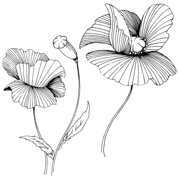 Wildflower poppies flower in a vector style isolated.