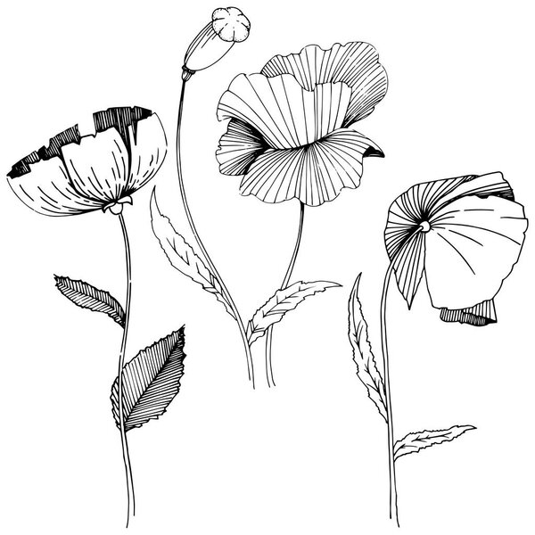 Wildflower poppies flower in a vector style isolated.