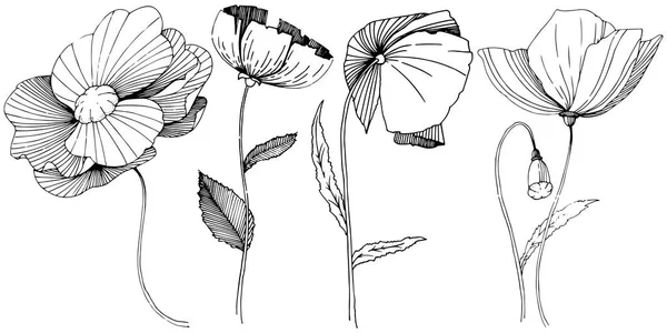 Les coquelicots fleurs sauvages fleurissent dans un style vectoriel isolé . — Image vectorielle