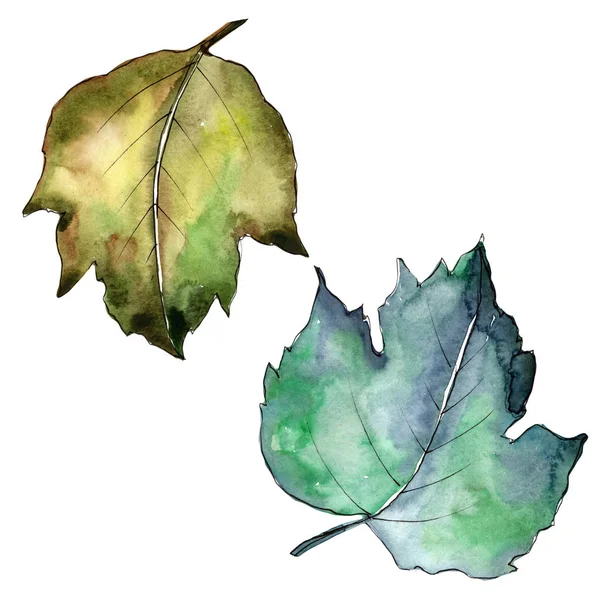 Viburnum levelek elszigetelt akvarell stílusú. — Stock Fotó