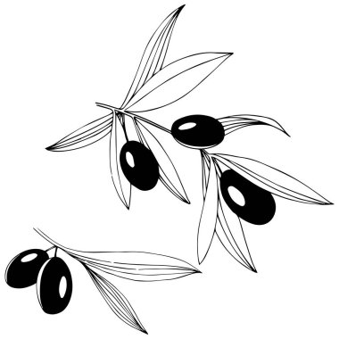 Zeytin ağacı izole bir vektör tarzı.