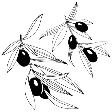 Zeytin ağacı izole bir vektör tarzı.