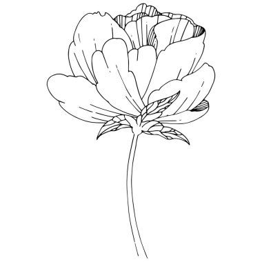 Kır çiçeği Şakayık çiçeği izole bir vektör tarzı.