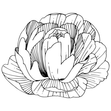 Kır çiçeği Şakayık çiçeği izole bir vektör tarzı.