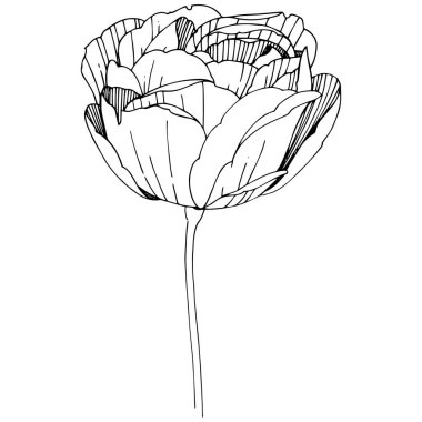 Kır çiçeği Şakayık çiçeği izole bir vektör tarzı.