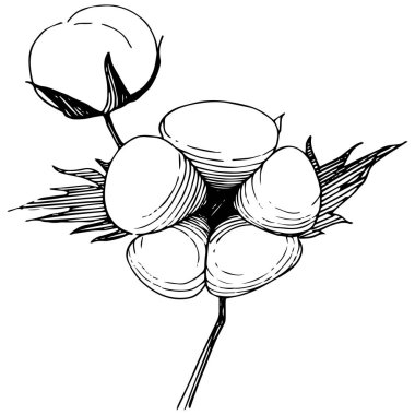 Pamuk çiçek izole bir vektör tarzı.