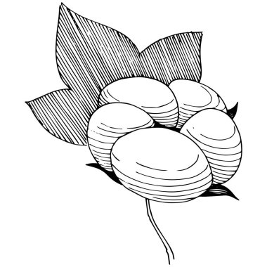 Pamuk çiçek izole bir vektör tarzı.