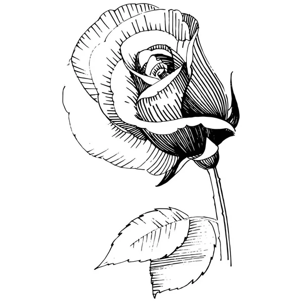 Wildflower růže květ ve stylu vektor, samostatný. — Stockový vektor