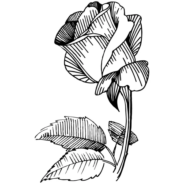 Vadvirág Rózsa virág elszigetelt vektor stílusban. — Stock Vector