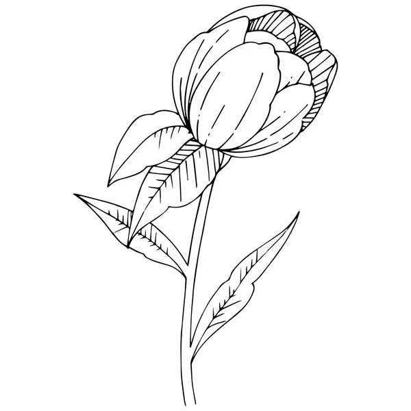 Flor de peonía silvestre en un estilo vectorial aislado . — Vector de stock