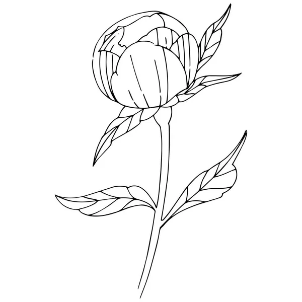Fleur pivoine de fleurs sauvages dans un style vectoriel isolé . — Image vectorielle