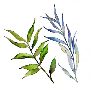 Söğüt dalları izole bir suluboya tarzında.