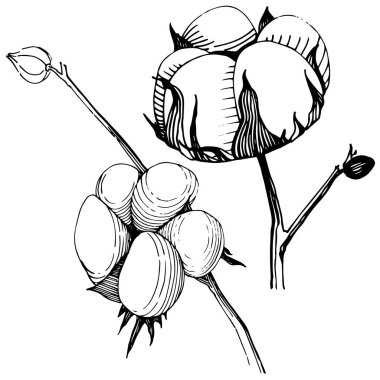 Pamuk çiçek izole bir vektör tarzı.