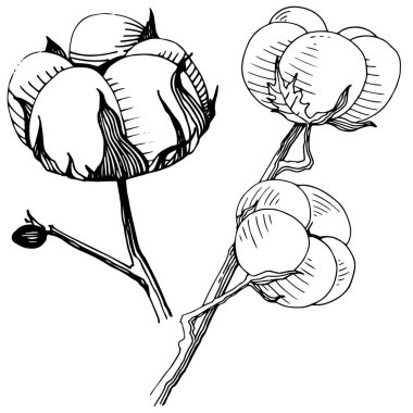 Pamuk çiçek izole bir vektör tarzı.