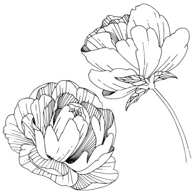 Kır çiçeği Şakayık çiçeği izole bir vektör tarzı.