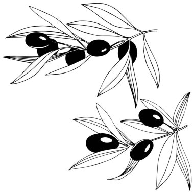 Zeytin ağacı izole bir vektör tarzı.