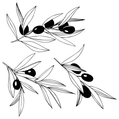 Zeytin ağacı izole bir vektör tarzı.