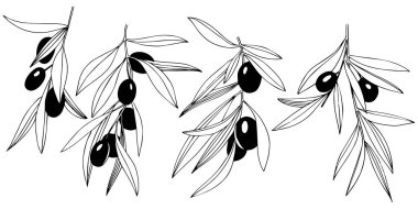 Zeytin ağacı izole bir vektör tarzı.