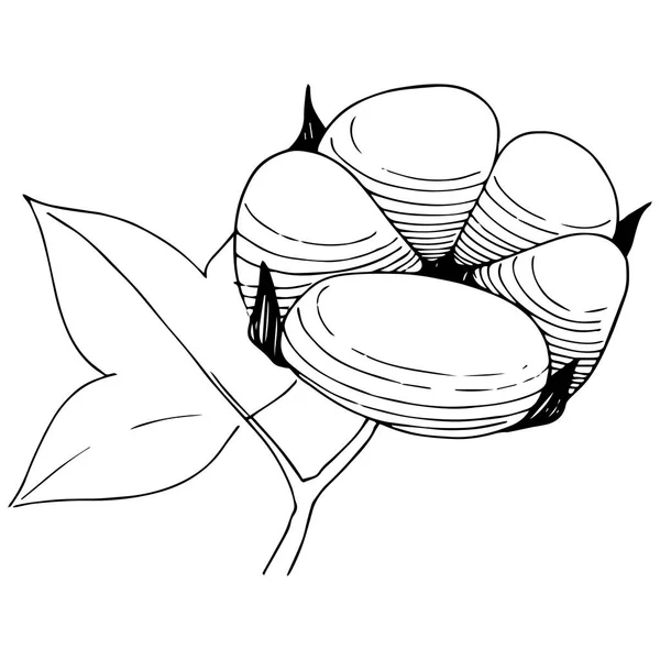 Flor de algodón en un estilo vectorial aislado . — Vector de stock