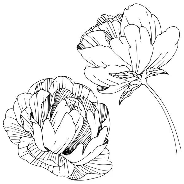 Wildflower piwonia kwiat w stylu wektor na białym tle. — Wektor stockowy