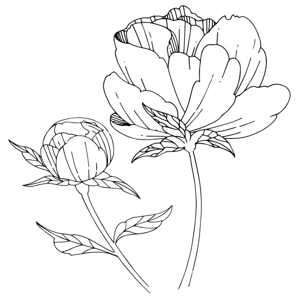 Flor de peônia de flor silvestre em um estilo vetorial isolado . — Vetor de Stock