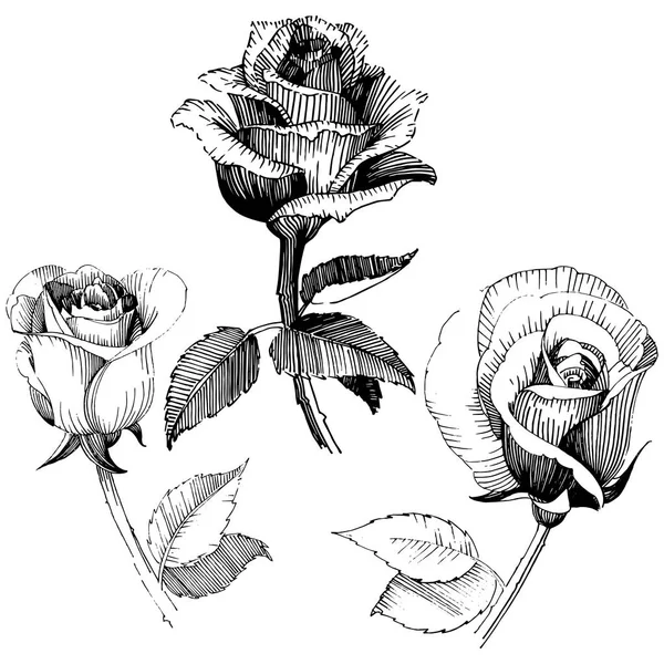 Flor silvestre rosa flor en un estilo vectorial aislado . — Archivo Imágenes Vectoriales