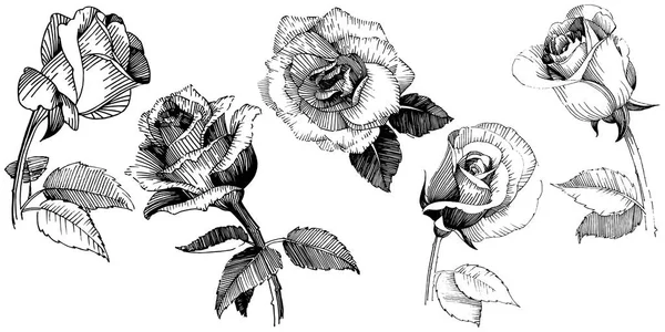Wildflower Róża Kwiat na białym tle styl wektor. — Wektor stockowy