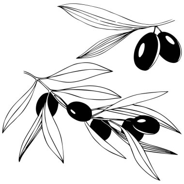 Zeytin ağacı izole bir vektör tarzı.