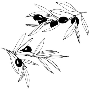 Zeytin ağacı izole bir vektör tarzı.