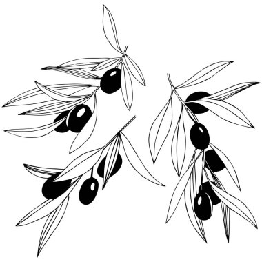 Zeytin ağacı izole bir vektör tarzı.